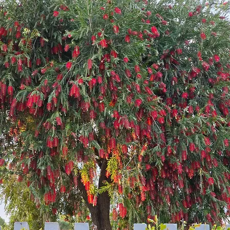 Apartment La Casa Delle Rose *